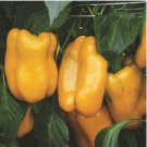Anhui Yellow Cluster of Sweet Pepper 10 PCS Seeds Anhui Yellow Cluster of Sweet Pepper 10 PCS Seeds