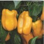 Anhui Yellow Cluster of Sweet Pepper 10 PCS Seeds