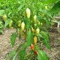 Anhui Yelow Hot Pickled Chili Pepper Organic 20 PCS Seeds