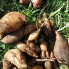 Annual Yacon Vegetable 100 PCS Seeds