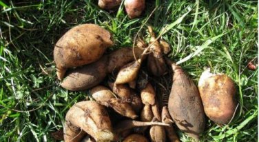 Annual Yacon Vegetable 100 PCS Seeds