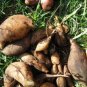 Annual Yacon Vegetable 100 PCS Seeds