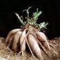 Annual Yacon Vegetable 100 PCS Seeds