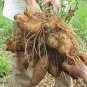 Annual Yacon Vegetable 100 PCS Seeds