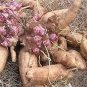 Annual Yacon Vegetable 100 PCS Seeds