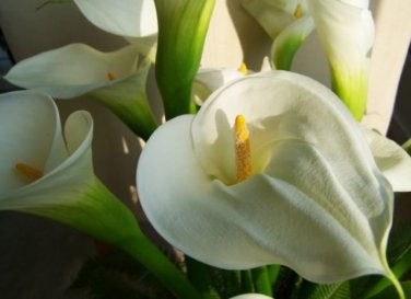 Anthurium 100 PCS Seeds