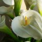 Anthurium 100 PCS Seeds