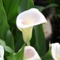 Anthurium 100 PCS Seeds