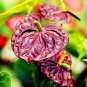 Anthurium 100 PCS Seeds