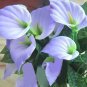 Anthurium 100 PCS Seeds