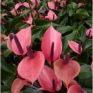 Anthurium Andraeanu Bonai Plant Colorful Anthurium Potted Flowers 100 PCS Seeds