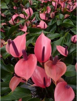 Anthurium Andraeanu Bonai Plant Colorful Anthurium Potted Flowers 100 PCS Seeds