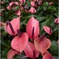 Anthurium Andraeanu Bonai Plant Colorful Anthurium Potted Flowers 100 PCS Seeds
