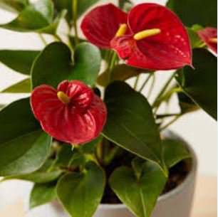 Anthurium Andraeanu Bonsai Plants Balcony Potted Anthurium Bonsai 100 ...