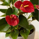 Anthurium Andraeanu Bonsai Plants Balcony Potted Anthurium Bonsai 100 PCS Seeds Anthurium Andraeanu Bonsai Plants Balcony Potted Anthurium Bonsai 100 PCS Seeds