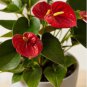 Anthurium Andraeanu Bonsai Plants Balcony Potted Anthurium Bonsai 100 PCS Seeds