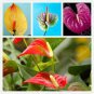 Anthurium Andraeanu Bonsai Plants Balcony Potted Anthurium Bonsai 100 PCS Seeds