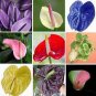 Anthurium Andraeanu Bonsai Plants Balcony Potted Anthurium Bonsai 100 PCS Seeds