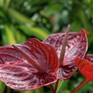 Anthurium 100 PCS Seeds
