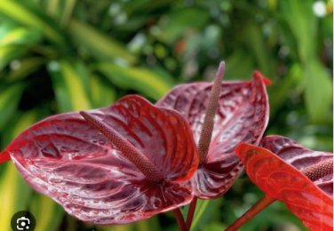 Anthurium 100 PCS Seeds