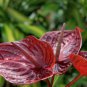Anthurium 100 PCS Seeds