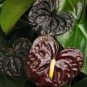 Anthurium 100 PCS Seeds