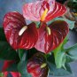 Anthurium 100 PCS Seeds