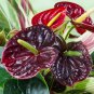 Anthurium 100 PCS Seeds