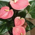 Anthurium Flower Seeds Mixed Light Purple Black Red Pink Flowers 100 PCS Seeds