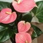Anthurium Flower Seeds Mixed Light Purple Black Red Pink Flowers 100 PCS Seeds
