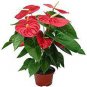 Anthurium Flower Seeds Mixed Light Purple Black Red Pink Flowers 100 PCS Seeds
