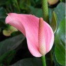 Anthurium Light Pink Flowers 100 PCS Seeds