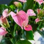 Anthurium Light Pink Flowers 100 PCS Seeds