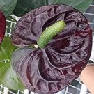 Anthurium plantas Rare Flower Plants for Balcony Bonsai 100 PCS Seeds Anthurium plantas Rare Flower Plants for Balcony Bonsai 100 PCS Seeds
