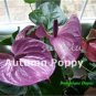 Anthurium plantas Rare Flower Plants for Balcony Bonsai 100 PCS Seeds