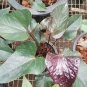 Anthurium plantas Rare Flower Plants for Balcony Bonsai 100 PCS Seeds