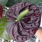 Anthurium plantas Rare Flower Plants for Balcony Bonsai 100 PCS Seeds