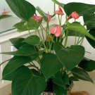 Anthurium Plants Beautiful Rainbow Anthurium Garden Flowers 50 PCS Seeds
