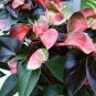 Anthurium Plants Beautiful Rainbow Anthurium Garden Flowers 50 PCS Seeds
