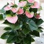 Anthurium Plants Beautiful Rainbow Anthurium Garden Flowers 50 PCS Seeds