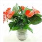 Anthurium Plants Beautiful Rainbow Anthurium Garden Flowers 50 PCS Seeds
