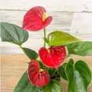 Anthurium Plants Bonsai Flower Blue Anthurium Plant Balcony Pot 100 PCS Seeds
