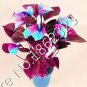 Anthurium Plants Bonsai Flower Blue Anthurium Plant Balcony Pot 100 PCS Seeds