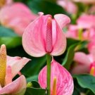 Anthurium Seeds Green Light Pinkish Bicolor Flowers 100 PCS Seeds