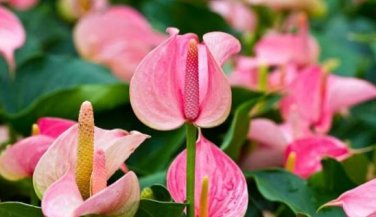 Anthurium Seeds Green Light Pinkish Bicolor Flowers 100 PCS Seeds