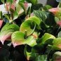 Anthurium Seeds Green Light Pinkish Bicolor Flowers 100 PCS Seeds