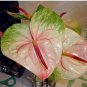 Anthurium Seeds Green Light Pinkish Bicolor Flowers 100 PCS Seeds