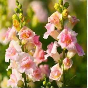 Antirrhinum Snapdragon Bonsai Jardin Fragrant Dwarf Potted Flower 200 PCS Seeds