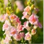Antirrhinum Snapdragon Bonsai Jardin Fragrant Dwarf Potted Flower 200 PCS Seeds