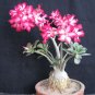 Antirrhinum Snapdragon Bonsai Jardin Fragrant Dwarf Potted Flower 200 PCS Seeds